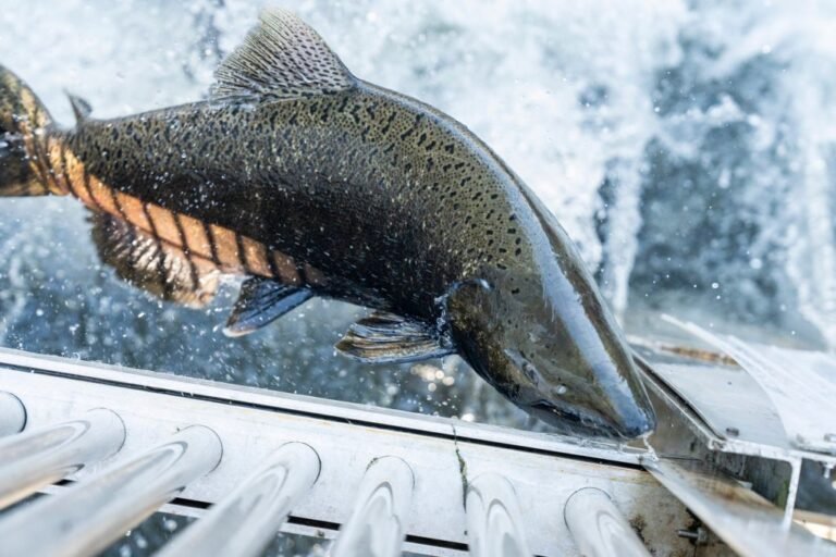 Ga vissen: de populatie Chinook-zalm herstelt zich in de Mokelumne-rivier